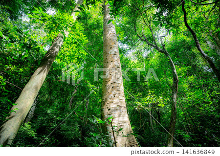 Green trees in forest. Fresh environment. Forest tree with green leaves. Carbon capture in lush jungle Canopy. carbon offset credits. Green trees in carbon neutral rainforest ecosystem. Carbon market. Green trees in forest. Fresh environment. Forest tree with green leaves. Carbon capture in lush jungle Canopy. carbon offset credits. Green trees in carbon neutral rainforest ecosystem. Carbon market. 141636849