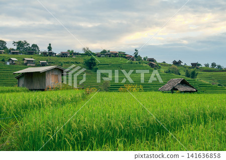Landscape of green rice terraces amidst mountain agriculture. Travel destinations in Chiangmai, Thailand. Terraced rice fields. Traditional farming. Asian food. Thailand tourism. Nature landscape. 141636858