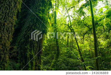 Tree trunk to green leaves of tree in forest with sun light. Fresh environment in green woods. Forest tree on sunny day. Natural carbon capture. Sustainable conservation and ecology. Green carbon sink Tree trunk to green leaves of tree in forest with sun light. Fresh environment in green woods. Forest tree on sunny day. Natural carbon capture. Sustainable conservation and ecology. Green carbon sink 141636869