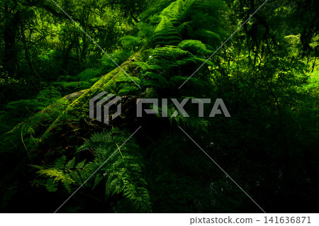 Green forest with fallen tree trunk covered with green moss, lichen and fern. Forest ecosystem. Biodiversity of cloud forest. Natural carbon sink. Green tree capture CO2. Sustainable green environment 141636871