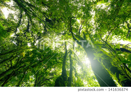 Looking up view of tree trunk to green leaves of tree in forest with sun light. Fresh environment in green woods. Forest tree on sunny day. Natural carbon capture. Sustainable conservation and ecology Looking up view of tree trunk to green leaves of tree in forest with sun light. Fresh environment in green woods. Forest tree on sunny day. Natural carbon capture. Sustainable conservation and ecology 141636874