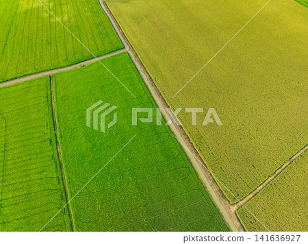 Aerial view of green and yellow rice fields. Sustainable agriculture with carbon neutrality and natural patterns. Sustainable rice farming. Sustainable agriculture and carbon-neutral farming. Aerial view of green and yellow rice fields. Sustainable agriculture with carbon neutrality and natural patterns. Sustainable rice farming. Sustainable agriculture and carbon-neutral farming. 141636927