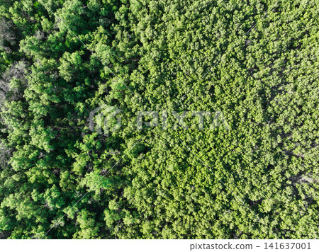 Aerial top view of mangrove forest. Drone view of dense green mangrove trees captures CO2. Green trees background for carbon neutrality and net zero emissions concept. Sustainable green environment. 141637001