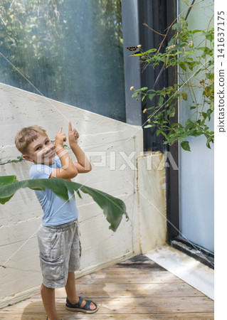 Young boy with short brown hair wearing a light blue shirt and shorts points at a butterfly perched on a plant inside a greenhouse with glass walls Young boy with short brown hair wearing a light blue shirt and shorts points at a butterfly perched on a plant inside a greenhouse with glass walls 141637175