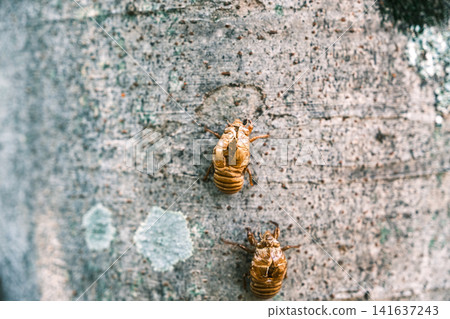 [#Nature] Cicada exoskeletons remaining on tree trunks and summer sunlight filtering through the leaves 141637243