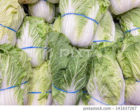 Fresh napa cabbage heads tied with blue bands stacked in a grocery store Fresh napa cabbage heads tied with blue bands stacked in a grocery store 141637267