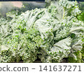 Close-up of fresh curly green kale leaves with water droplets. 141637271
