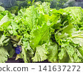 Fresh green mustard greens on display at a grocery store market. 141637272