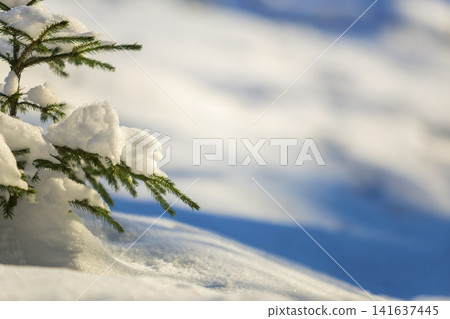 Young tender spruce tree brunches with green needles covered with deep snow and hoarfrost on bright blue and white colorful copy space background. Merry Christmas and Happy New Year greeting card. Young tender spruce tree brunches with green needles covered with deep snow and hoarfrost on bright blue and white colorful copy space background. Merry Christmas and Happy New Year greeting card. 141637445