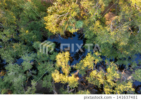 Wild tropical nature with dense green rainforest at sunset. Florida jungles with palm trees, wetland river and vegetation in southern USA Wild tropical nature with dense green rainforest at sunset. Florida jungles with palm trees, wetland river and vegetation in southern USA 141637481