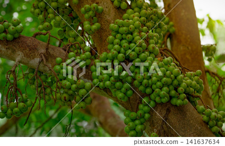 Green cluster fig fruits growing directly on trunk of a Ficus racemosa tree in tropical Thailand. Cauliflory, organic cultivation, edible wild fruit, biodiversity and sustainable tropical agriculture. Green cluster fig fruits growing directly on trunk of a Ficus racemosa tree in tropical Thailand. Cauliflory, organic cultivation, edible wild fruit, biodiversity and sustainable tropical agriculture. 141637634