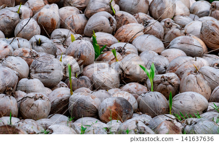 Sprouting coconut seed nuts in a tropical nursery for coconut palm propagation. Seed germination, sustainable agriculture, organic cultivation, plantation management and renewable tropical farming. Sprouting coconut seed nuts in a tropical nursery for coconut palm propagation. Seed germination, sustainable agriculture, organic cultivation, plantation management and renewable tropical farming. 141637636