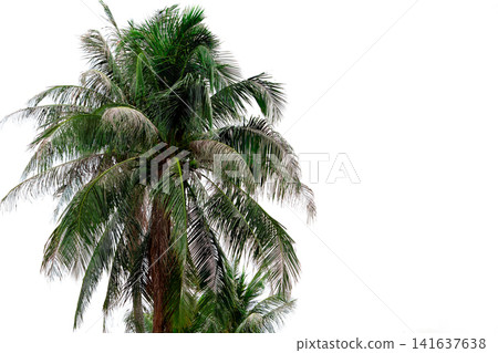 Coconut palm tree damaged by black headed caterpillar infestation caused by Opisina arenosella. Declining fronds, tropical crop damage, plant disease, pest management and sustainable agriculture. Coconut palm tree damaged by black headed caterpillar infestation caused by Opisina arenosella. Declining fronds, tropical crop damage, plant disease, pest management and sustainable agriculture. 141637638
