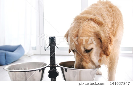 Cute Golden Retriever Drinks Water From Bowl In Bright Room Cute Golden Retriever Drinks Water From Bowl In Bright Room 141637847