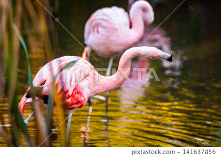Pink Flamingo Birds In Water 141637856