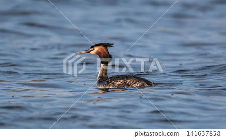 Great Crested Grebe Gliding Smoothly Across The Water Great Crested Grebe Gliding Smoothly Across The Water 141637858