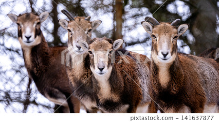 Young Female Herd Mountain Sheep Young Female Herd Mountain Sheep 141637877