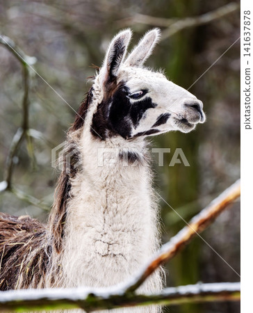 Adorable Portrait Of Lama Adorable Portrait Of Lama 141637878