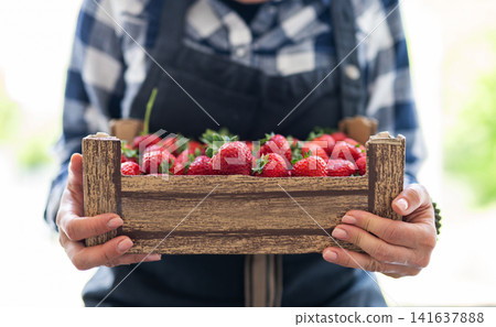 Female Farmer Holding A Crate Of Ripe Strawberries 141637888