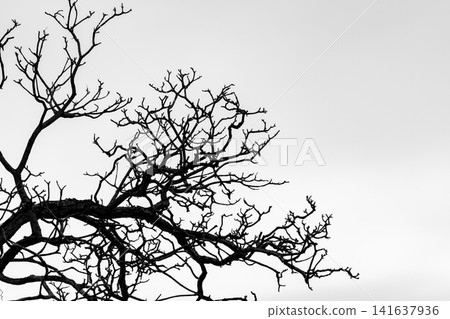 Silhouette dead tree and branch isolated on white background. Background for death, hopeless, despair,sad, and lament concept. Halloween night. Dramatic horror night on Halloween day. Grief abstract. Silhouette dead tree and branch isolated on white background. Background for death, hopeless, despair,sad, and lament concept. Halloween night. Dramatic horror night on Halloween day. Grief abstract. 141637936