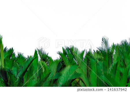 Nypa fruticans Wurmb (Nypa, Atap palm, Nipa palm, Mangrove palm). Green leaves of palm isolated on white background. Green leaf for decoration in organic products. Tropical plant. Green exotic leaf. Nypa fruticans Wurmb (Nypa, Atap palm, Nipa palm, Mangrove palm). Green leaves of palm isolated on white background. Green leaf for decoration in organic products. Tropical plant. Green exotic leaf. 141637942