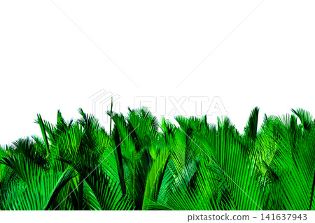 Green leaves of palm isolated on white background. Nypa fruticans Wurmb (Nypa, Atap palm, Nipa palm, Mangrove palm). Green leaf for decoration in organic products. Tropical plant. Green exotic leaf. Green leaves of palm isolated on white background. Nypa fruticans Wurmb (Nypa, Atap palm, Nipa palm, Mangrove palm). Green leaf for decoration in organic products. Tropical plant. Green exotic leaf. 141637943