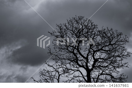 Silhouette of a dead leafless tree beneath dramatic dark storm clouds. Haunting nature background that symbolizes grief, loneliness, loss, despair and environmental change. Hopelessness, mourning. Silhouette of a dead leafless tree beneath dramatic dark storm clouds. Haunting nature background that symbolizes grief, loneliness, loss, despair and environmental change. Hopelessness, mourning. 141637981