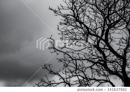 Silhouette dead tree on dark dramatic sky and white clouds background for death and peace. Halloween day background. Despair and hopeless concept. Sad of nature. Death and sad emotion background. 141637982