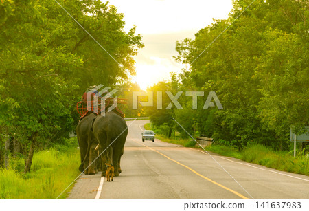 Asian elephants carrying tourists along a peaceful forest road at golden sunset in Thailand. Traditional elephant tourism, tropical nature, countryside travel, conservation and cultural heritage. Asian elephants carrying tourists along a peaceful forest road at golden sunset in Thailand. Traditional elephant tourism, tropical nature, countryside travel, conservation and cultural heritage. 141637983