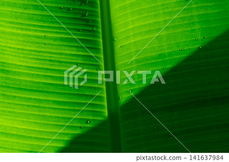 Closeup of fresh green banana leaf with water droplets and dramatic natural light, creating a tropical botanical texture background for spa, wellness, eco branding, organic products and nature design. Closeup of fresh green banana leaf with water droplets and dramatic natural light, creating a tropical botanical texture background for spa, wellness, eco branding, organic products and nature design. 141637984