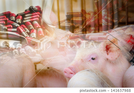 Pig in farm and antibiotic capsule pills and needle and syringe of vaccine for animals. Livestock farming. Pork meat industry. Healthy and cute pig. Mammal animal. African swine fever and swine flu. Pig in farm and antibiotic capsule pills and needle and syringe of vaccine for animals. Livestock farming. Pork meat industry. Healthy and cute pig. Mammal animal. African swine fever and swine flu. 141637988