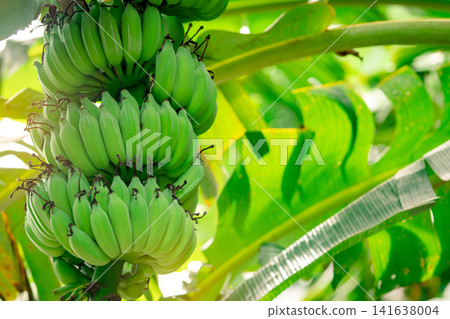 Fresh green banana bunch growing on a tropical banana tree in a plantation. Organic agriculture, sustainable farming, healthy fruit production, lush foliage and natural harvest. Organic fruit farming. Fresh green banana bunch growing on a tropical banana tree in a plantation. Organic agriculture, sustainable farming, healthy fruit production, lush foliage and natural harvest. Organic fruit farming. 141638004