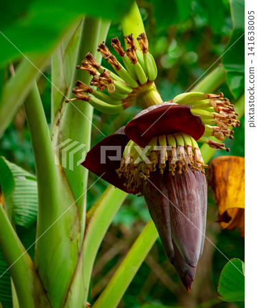 Banana blossom growing on a tropical banana tree with fresh green leaves. Plant based food ingredients, vegan meat alternatives, organic farming, sustainable agriculture and natural cultivation. Banana blossom growing on a tropical banana tree with fresh green leaves. Plant based food ingredients, vegan meat alternatives, organic farming, sustainable agriculture and natural cultivation. 141638005