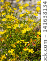 Bright yellow wildflowers buttercup blooming  under clear sky. 141638134