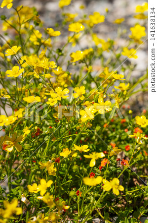 Bright yellow wildflowers buttercup blooming under clear sky. Bright yellow wildflowers buttercup blooming under clear sky. 141638134