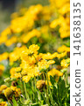 Bright yellow blossoms Gazania rigens in sunlight creating a vivid summer floral scene. 141638135