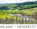 Lavender Field with Scenic Green Countryside Background 141638137