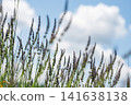 Blooming lavender flowers in a sunny field with soft blurred background. 141638138