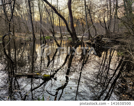 Wurm river in Bavaria, Germany with fallen trees and bare forest in late autumn, clear flowing water in natural woodland landscape near Munich Wurm river in Bavaria, Germany with fallen trees and bare forest in late autumn, clear flowing water in natural woodland landscape near Munich 141638500