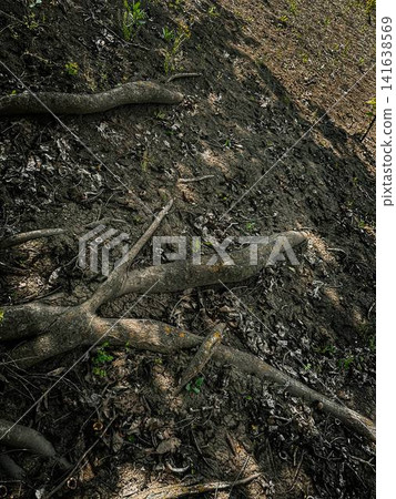 tree roots in the forest tree roots in the forest 141638569