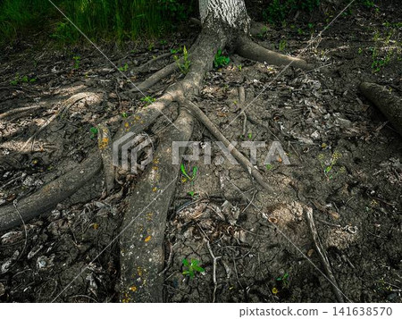 tree roots in the forest tree roots in the forest 141638570