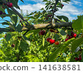 plump, juicy sour cherries 141638581