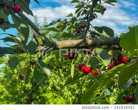 plump, juicy sour cherries plump, juicy sour cherries 141638581
