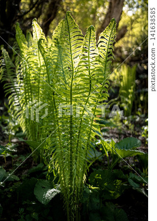 Fresh green fern fronds unfolding in forest - spring nature background Fresh green fern fronds unfolding in forest - spring nature background 141638585