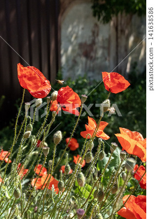 Red poppy flowers blooming in spring near old stone wall - Mediterranean countryside Red poppy flowers blooming in spring near old stone wall - Mediterranean countryside 141638586