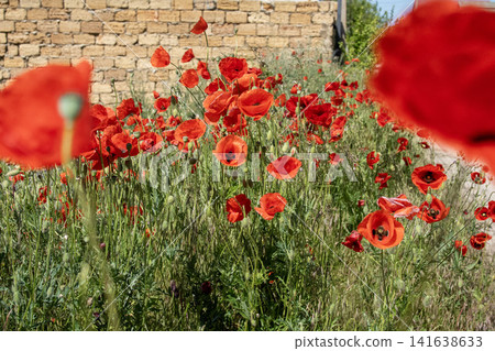 Red poppy flowers blooming in spring near old stone wall - Mediterranean countryside Red poppy flowers blooming in spring near old stone wall - Mediterranean countryside 141638633