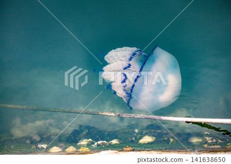 Rhizostoma Pulmo Barrel Jellyfish Floating In Trieste Harbour - Adriatic Sea Italy, Typical Mediterranean Marine Wildlife, Translucent White Blue Bell, Gulf Of Trieste Rhizostoma Pulmo Barrel Jellyfish Floating In Trieste Harbour - Adriatic Sea Italy, Typical Mediterranean Marine Wildlife, Translucent White Blue Bell, Gulf Of Trieste 141638650