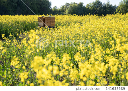 Wooden Beehives In Vibrant Yellow Rapeseed Field - Bavarian Spring Countryside, Blooming Canola Flowers, Honey Bee Agriculture, Rural Germany, Sustainable Beekeeping Landscape Wooden Beehives In Vibrant Yellow Rapeseed Field - Bavarian Spring Countryside, Blooming Canola Flowers, Honey Bee Agriculture, Rural Germany, Sustainable Beekeeping Landscape 141638689