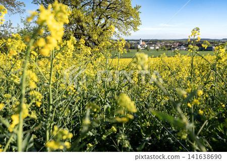 Vibrant Yellow Rapeseed Field With Gilching Village Church In Background - Bavarian Countryside Spring Landscape, Blooming Canola, Rural Bavaria Germany, Soft Bokeh Vibrant Yellow Rapeseed Field With Gilching Village Church In Background - Bavarian Countryside Spring Landscape, Blooming Canola, Rural Bavaria Germany, Soft Bokeh 141638690