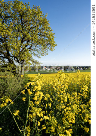 Vibrant Yellow Rapeseed Field With Gilching Village Church In Background - Bavarian Countryside Spring Landscape, Blooming Canola, Rural Bavaria Germany, Soft Bokeh Vibrant Yellow Rapeseed Field With Gilching Village Church In Background - Bavarian Countryside Spring Landscape, Blooming Canola, Rural Bavaria Germany, Soft Bokeh 141638691